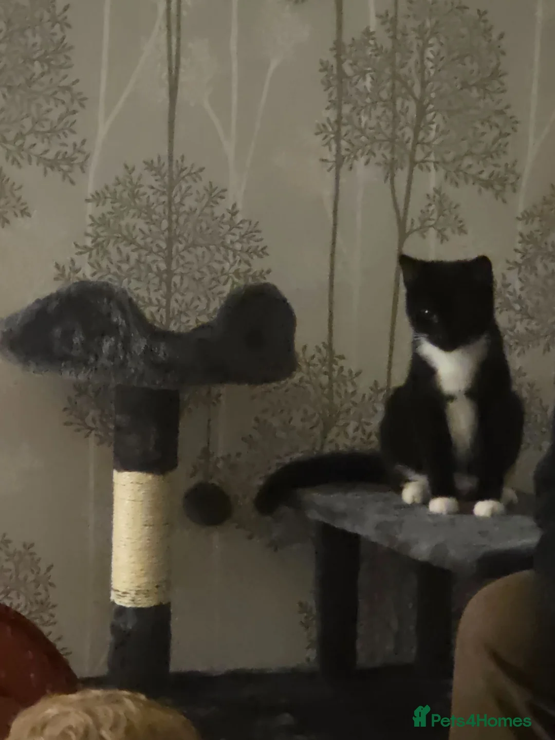Mixed Breed cats for sale: Mixed bread - Advert 1