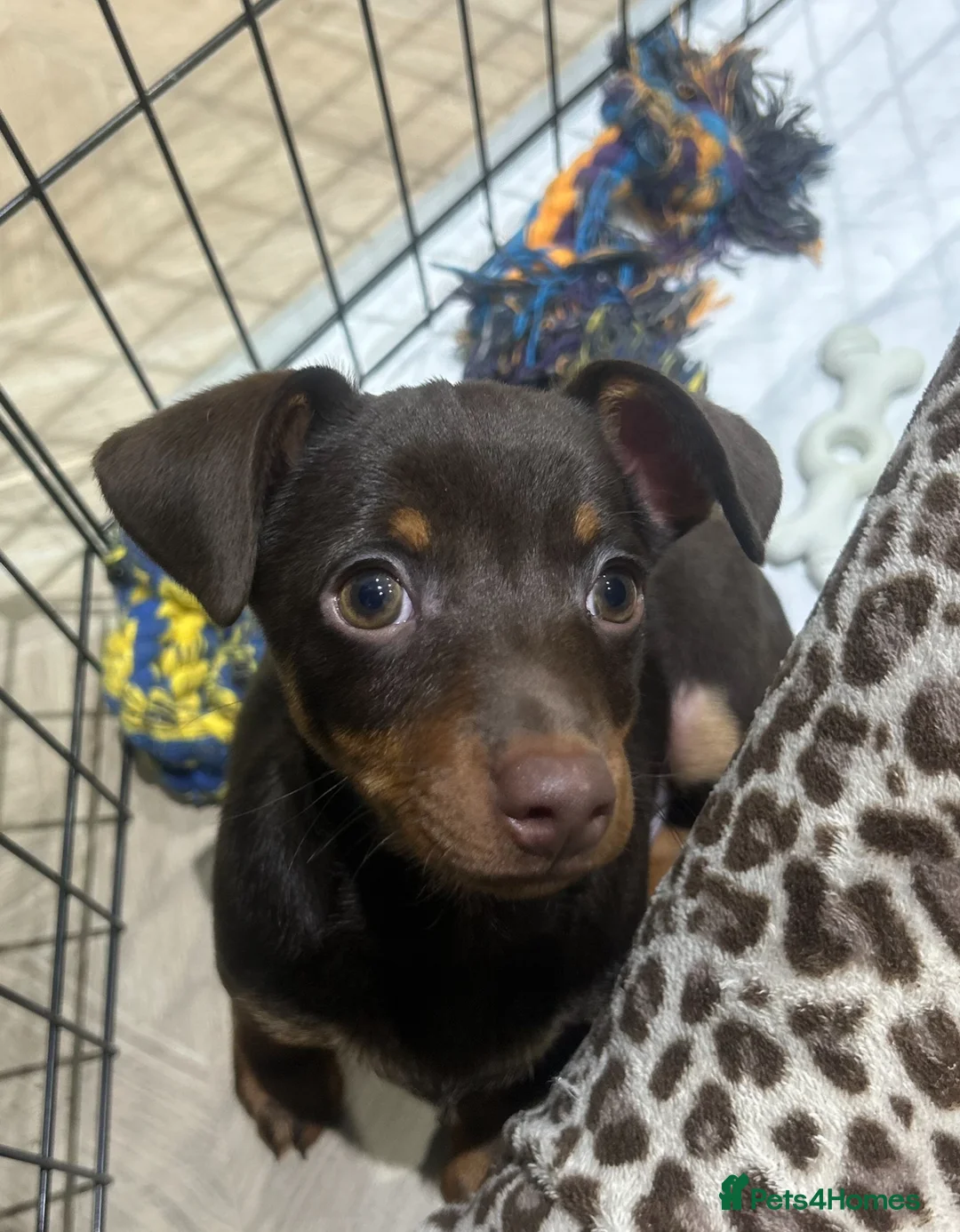 Chiweenie dogs for sale: Miniature Dachshund x Chihuahua  - Advert 2