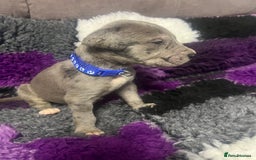 Great Dane dogs for sale: OUTSTANDING PURE BRED GREAT DANE PUPPIES FOR SALE - Image 6