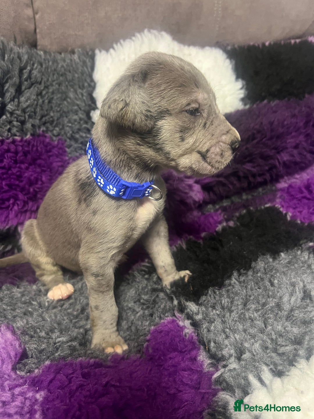 Great Dane dogs for sale: OUTSTANDING PURE BRED GREAT DANE PUPPIES FOR SALE - Image 6
