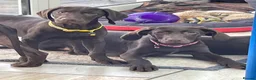 German Shorthaired Pointer dogs for sale: Stunning boy and girls  - Advert 9