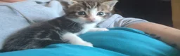 Mixed Breed cats for sale: Mixed Breed Tabby/ Tuxedo Kittens - Advert 22
