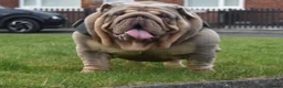 English Bulldog dogs for stud: Target man available for stud 🎯🎯 in Hyde - Advert 3