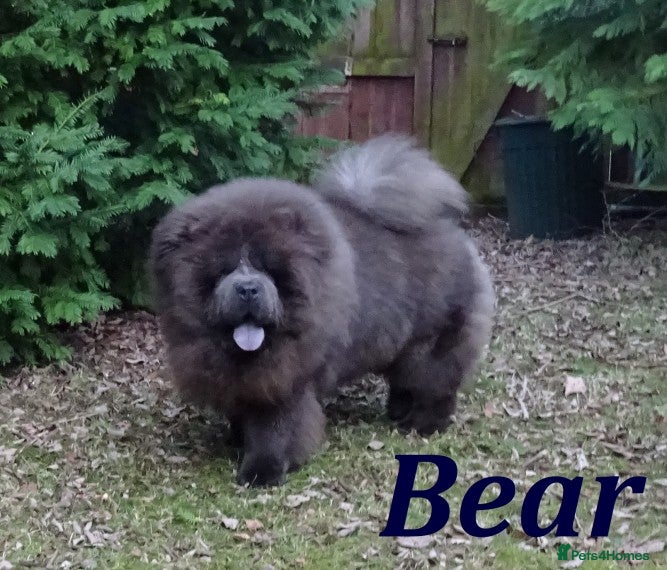 Chow Chow dogs blue chow now at stud, kc reg. proven in Wingate - Advert 1