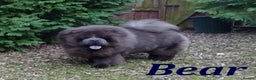 Chow Chow dogs for stud: blue chow now at stud, kc reg. proven in Wingate - Advert 1