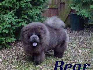 Chow Chow dogs blue chow now at stud, kc reg. proven in Wingate - Advert 4
