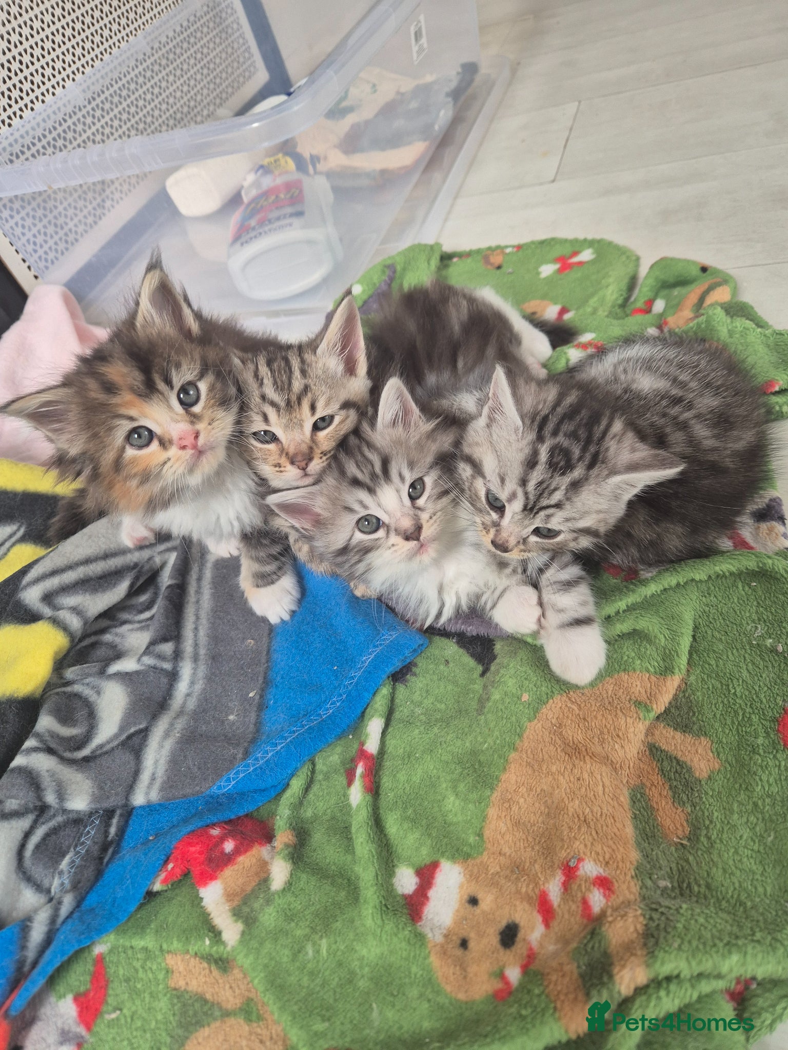 Maine Coon cats Half maincoone kittens - Advert 1