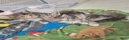 Maine Coon cats for sale: Half maincoone kittens - Advert 3