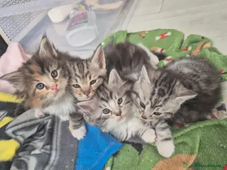Maine Coon cats Half maincoone kittens - Advert 1