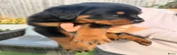 Rottweiler dogs for sale: Not tobe missed Beautiful strong healthy pups  - Advert 8