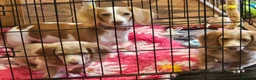 Miniature Dachshund dogs for sale: 🐾A rare pair of identical twins mini dachshunds🐾 - Advert 3