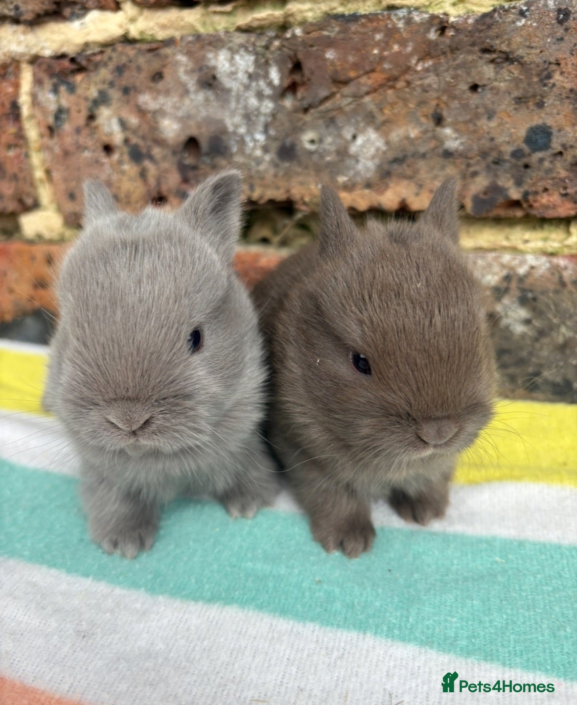 Netherland Dwarf rabbits Friendly Netherland Dwarf bunnies - Advert 14