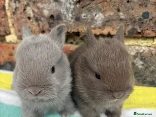 Netherland Dwarf rabbits Friendly Netherland Dwarf bunnies - Advert 14