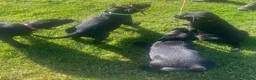 Labrador Retriever dogs for sale: KC Registered Black Labrador puppies  - Advert 16
