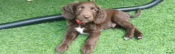 Cocker Spaniel dogs for sale: beautiful cocker spaniel pup - Advert 6
