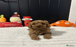 Cavapoo dogs for sale: CAVAPOOS  - Advert 4