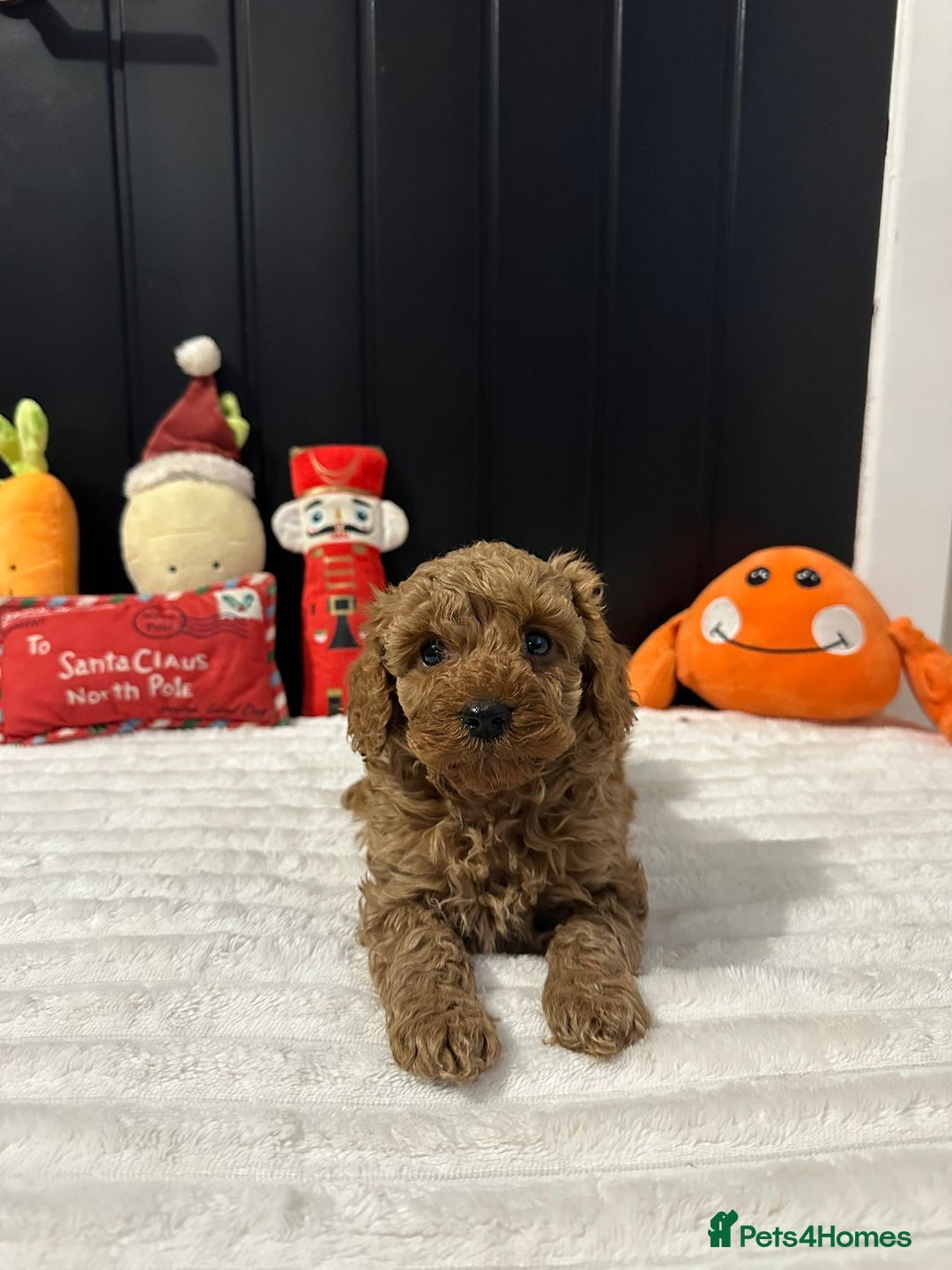 Cavapoo dogs for sale: CAVAPOOS  - Advert 4