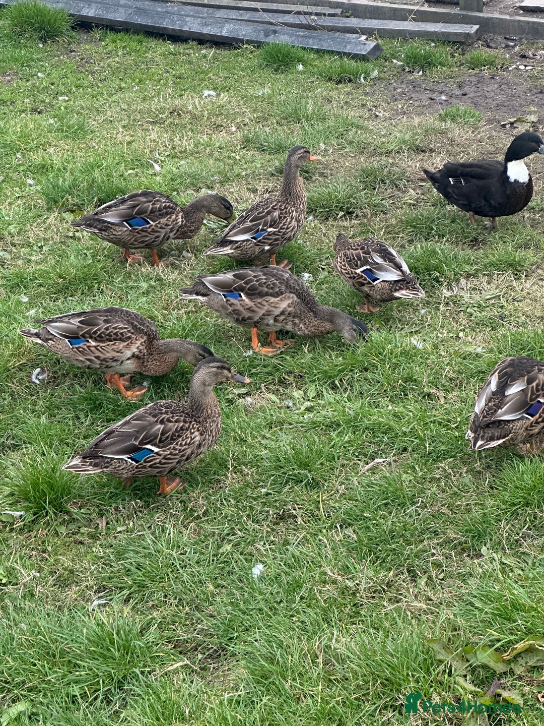 Ducks poultry for sale: Mixed ducks for sale  - Image 3