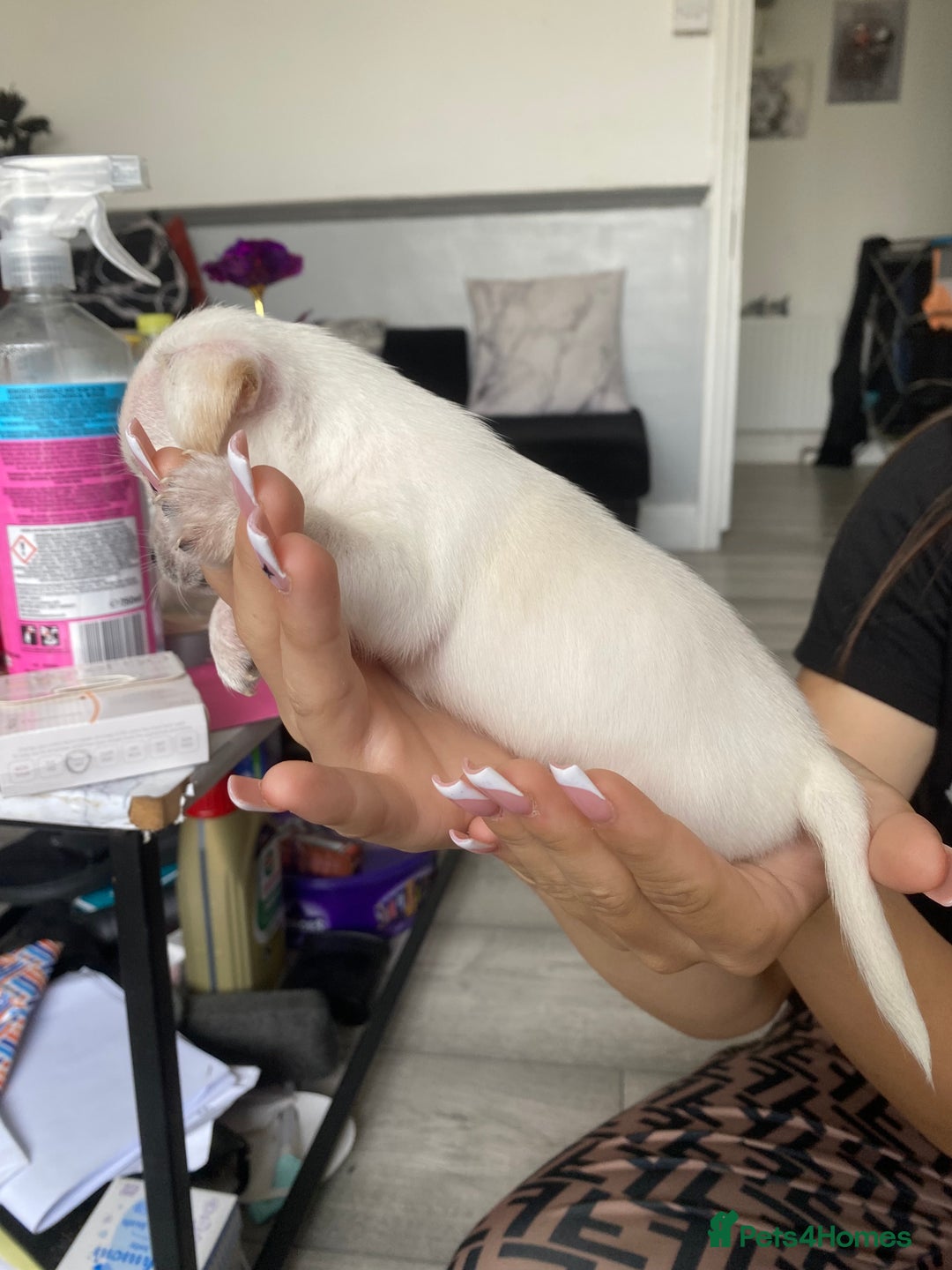 Mixed Breed dogs for sale: Puppies for sale - Image 6