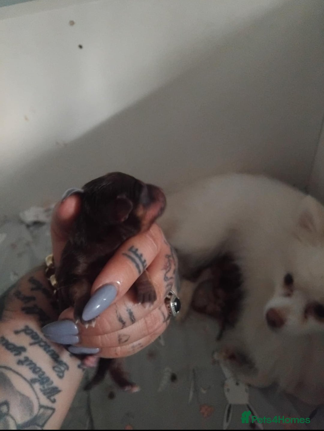 Mixed Breed dogs for sale: Pomeranian cross dachshund puppies  - Image 4