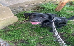 Borador dogs for sale: Labradorite cross with a collie - Image 3