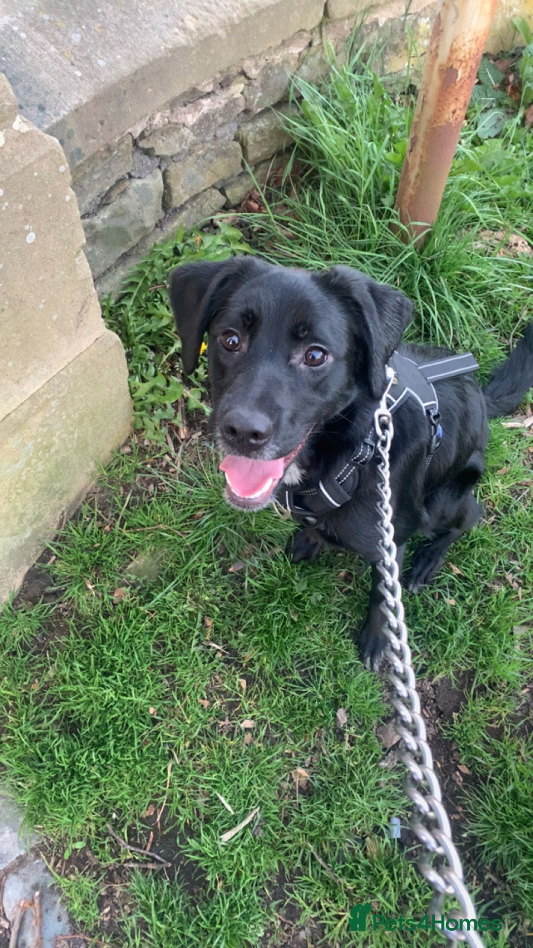 Borador dogs for sale: Labradorite cross with a collie - Image 3