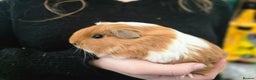 Guinea Pig rodents for sale: Female guineapigs for sale  - Advert 2