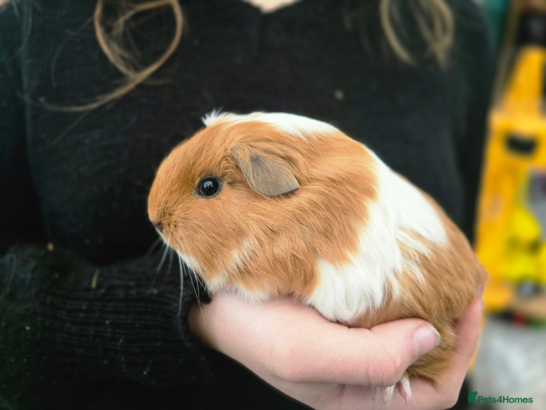 Guinea Pig rodents for sale: Female guineapigs for sale  - Advert 2