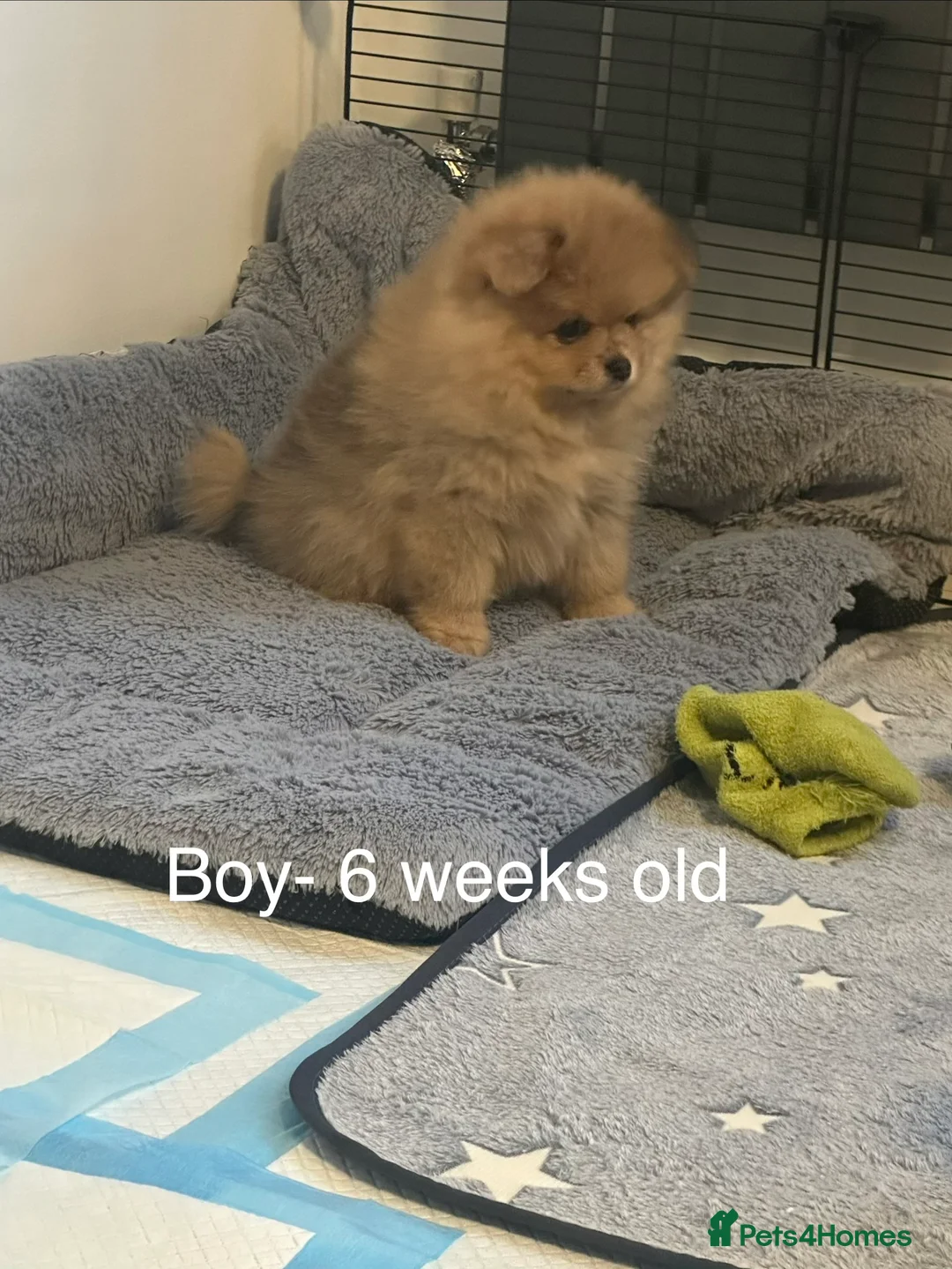 Pomeranian dogs for sale: Outstanding Teddy Bear Line - Champion blood line - Advert 9