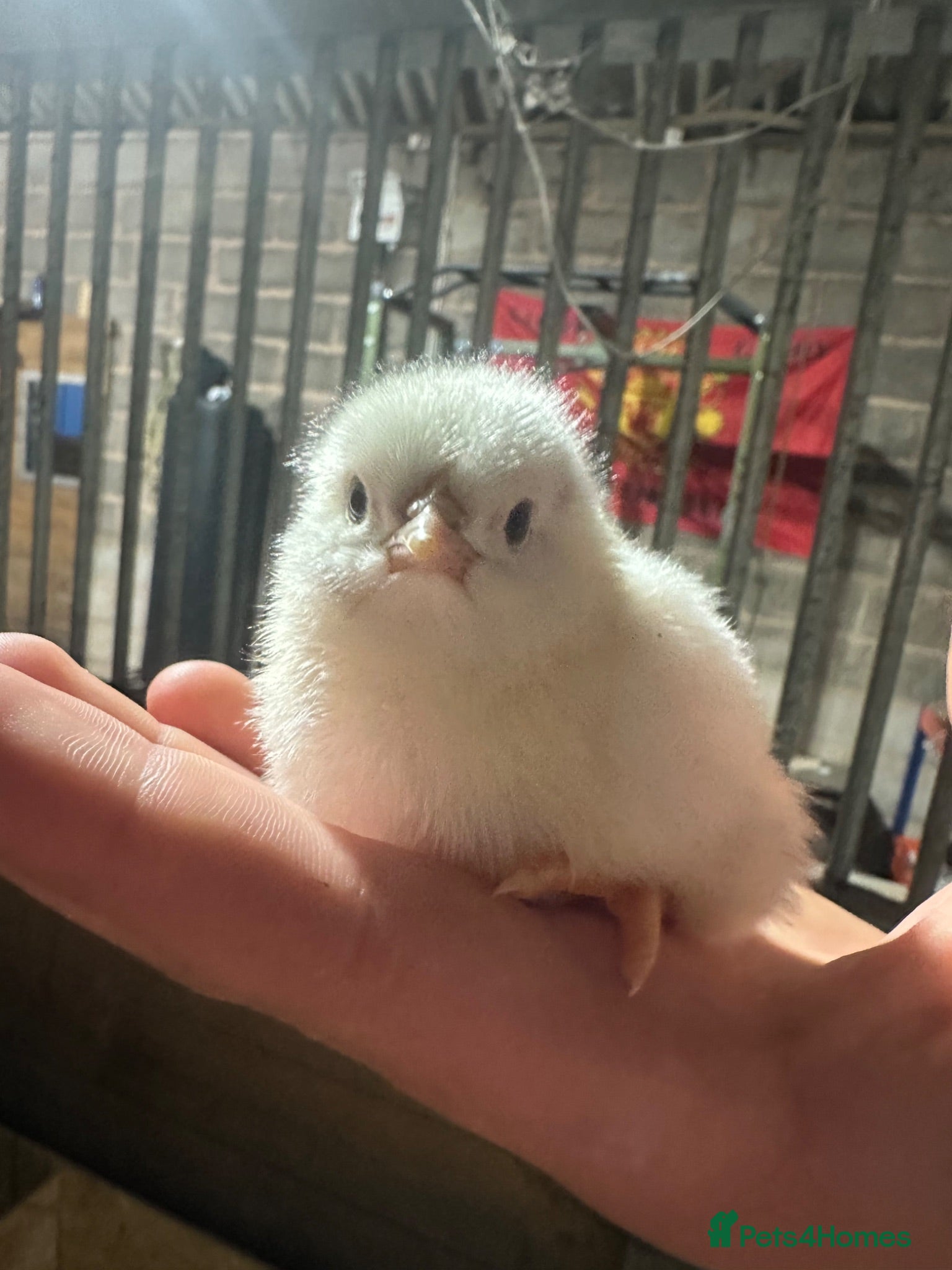 Mixed Breed poultry 14 day old mixed white leghorn and Orpington  - Advert 1
