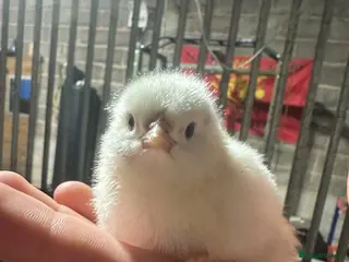 Mixed Breed poultry 14 day old mixed white leghorn and Orpington - Advert 1