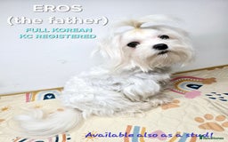 Maltese dogs for sale: FULL KOREAN KC REGISTERED MALTESE PUPIES - Image 16
