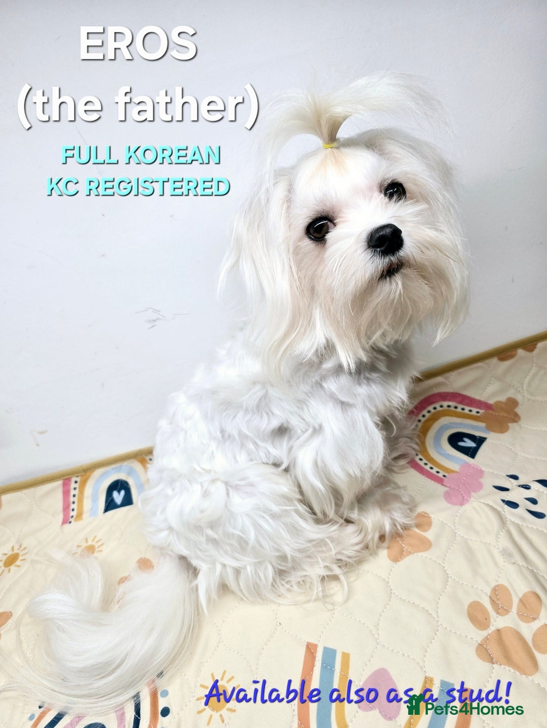 Maltese dogs for sale: FULL KOREAN KC REGISTERED MALTESE PUPIES - Image 16