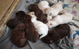 Labrador Retriever dogs for sale: Adorable Labrador Retriever Puppies  - Image 3