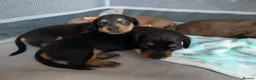 Miniature Dachshund dogs for sale: Miniature dachshund puppies for sale in Bilston - Advert 9