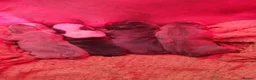 English Bulldog dogs for sale: 4 beautiful English bulldog puppies  - Advert 11