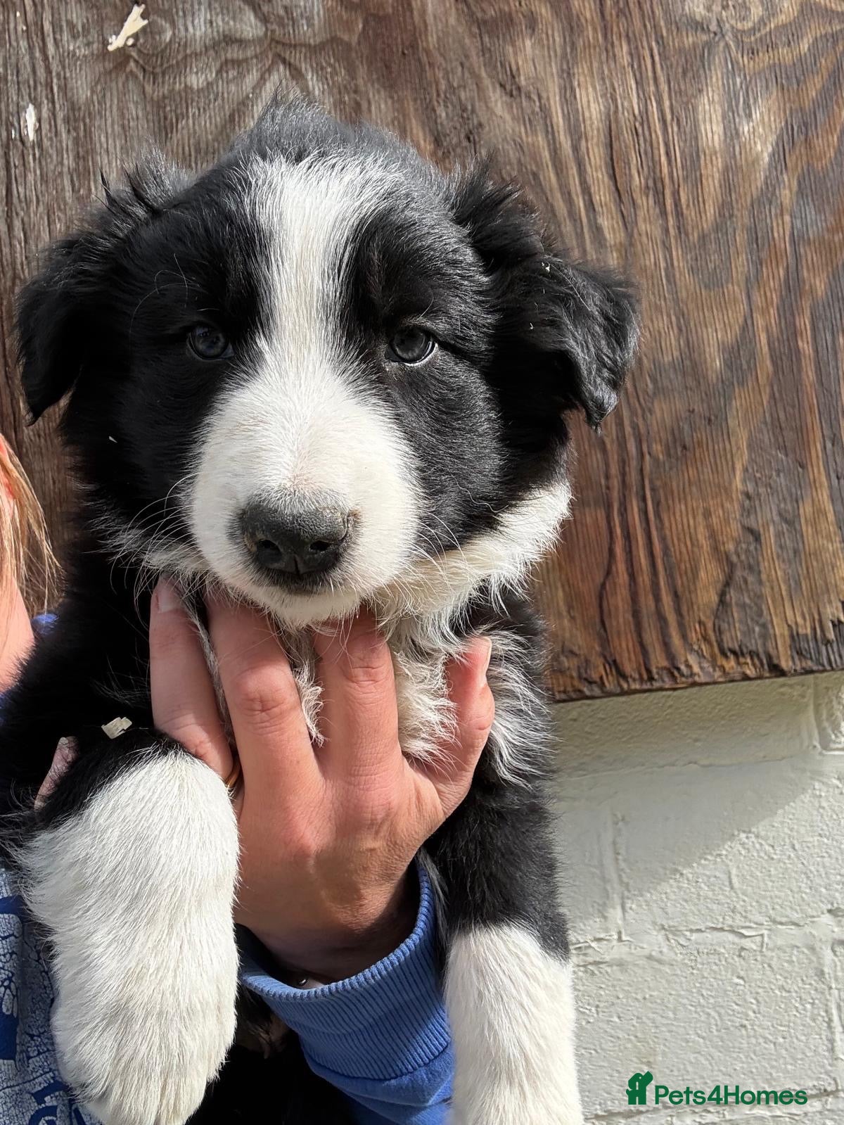 Border Collie dogs Border collies - Advert 13