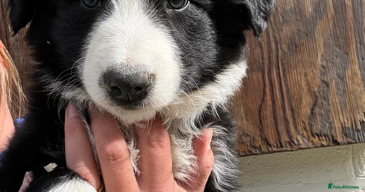 Border Collie Puppies For Sale Pets4Homes border-collie-puppies-for-sale-pets4homes