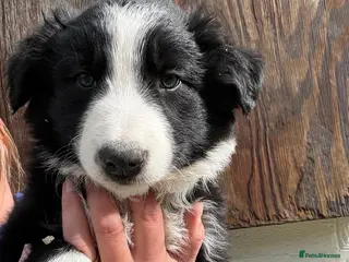 Border Collie dogs Border collies - Advert 13