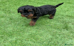 Cavapoo dogs for sale: Beautiful F1bb cavapoo puppies - Image 4