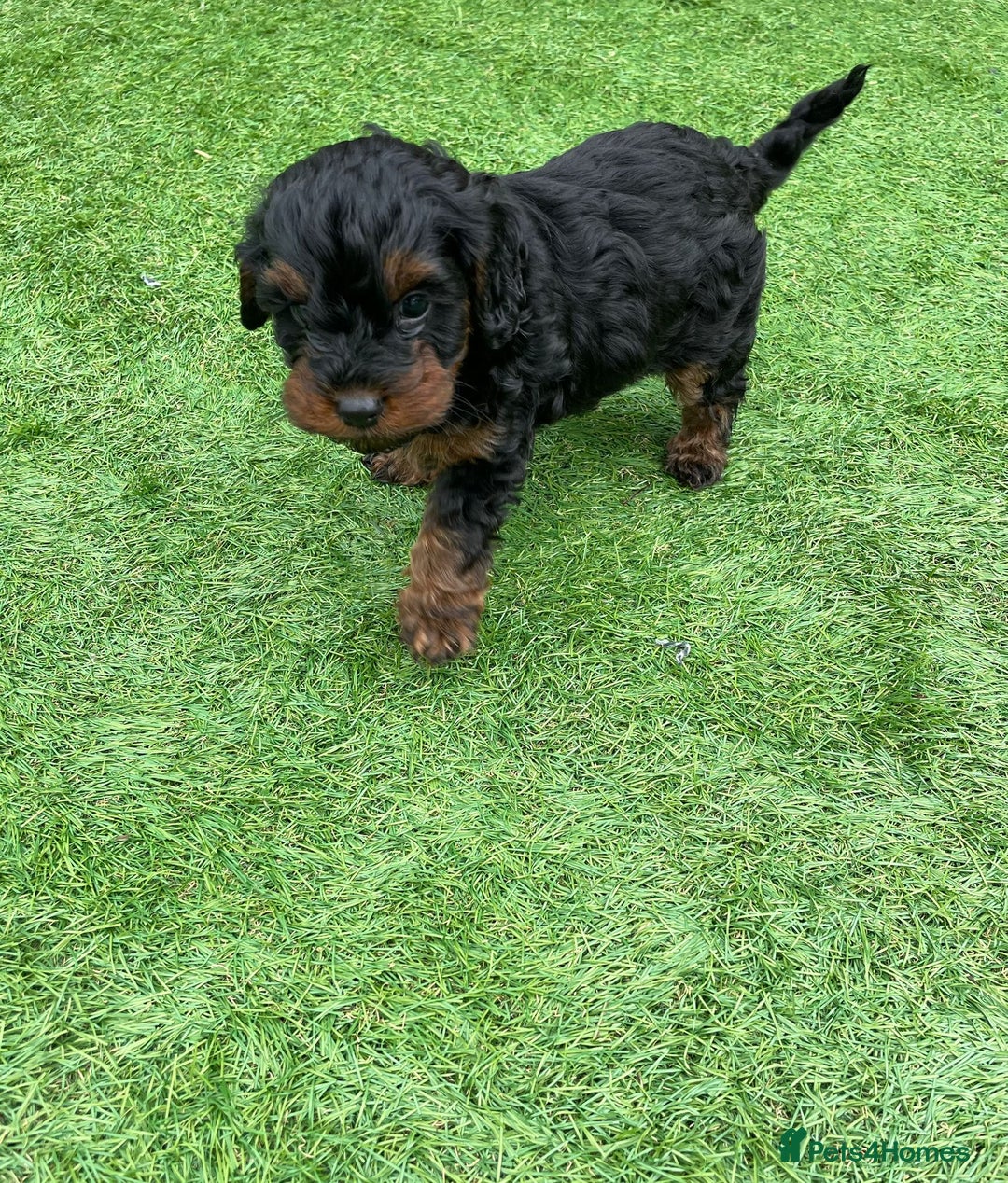 Cavapoo dogs for sale: Beautiful F1bb cavapoo puppies - Image 4