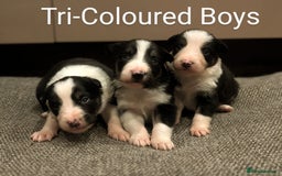 Border Collie dogs for sale: Quality Confident Border Collie Puppies - Image 1