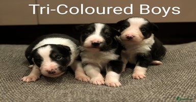 Border Collie dogs Ready Soon KC Reg Confident Border Collie Puppies - Advert 6