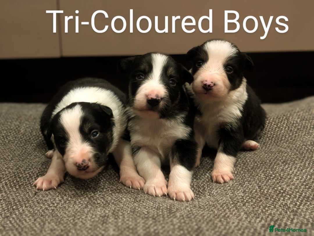 Border Collie dogs for sale: Quality Confident Border Collie Puppies - Image 1