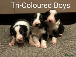Border Collie dogs Ready Soon KC Reg Confident Border Collie Puppies - Advert 2
