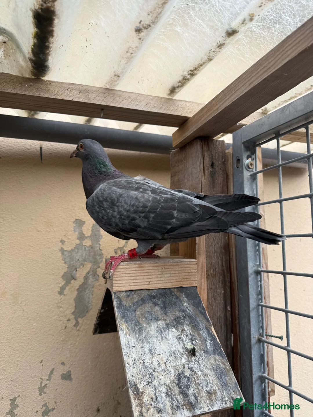 Pigeons birds for sale: Quality 2025 Racing Pigeon Pairs Available - Advert 12