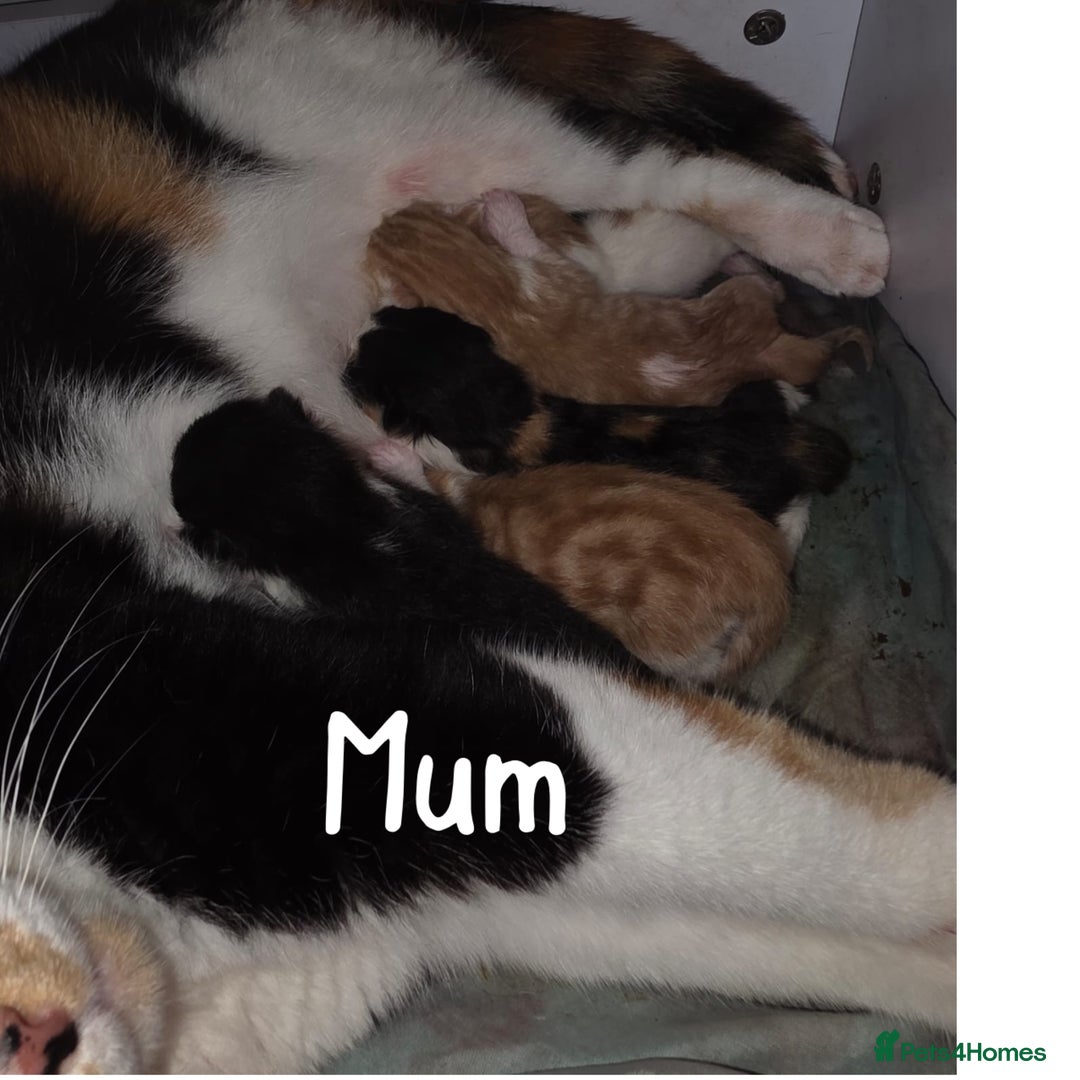 Mixed Breed cats for sale: 5 happy healthy kittens  - Image 6