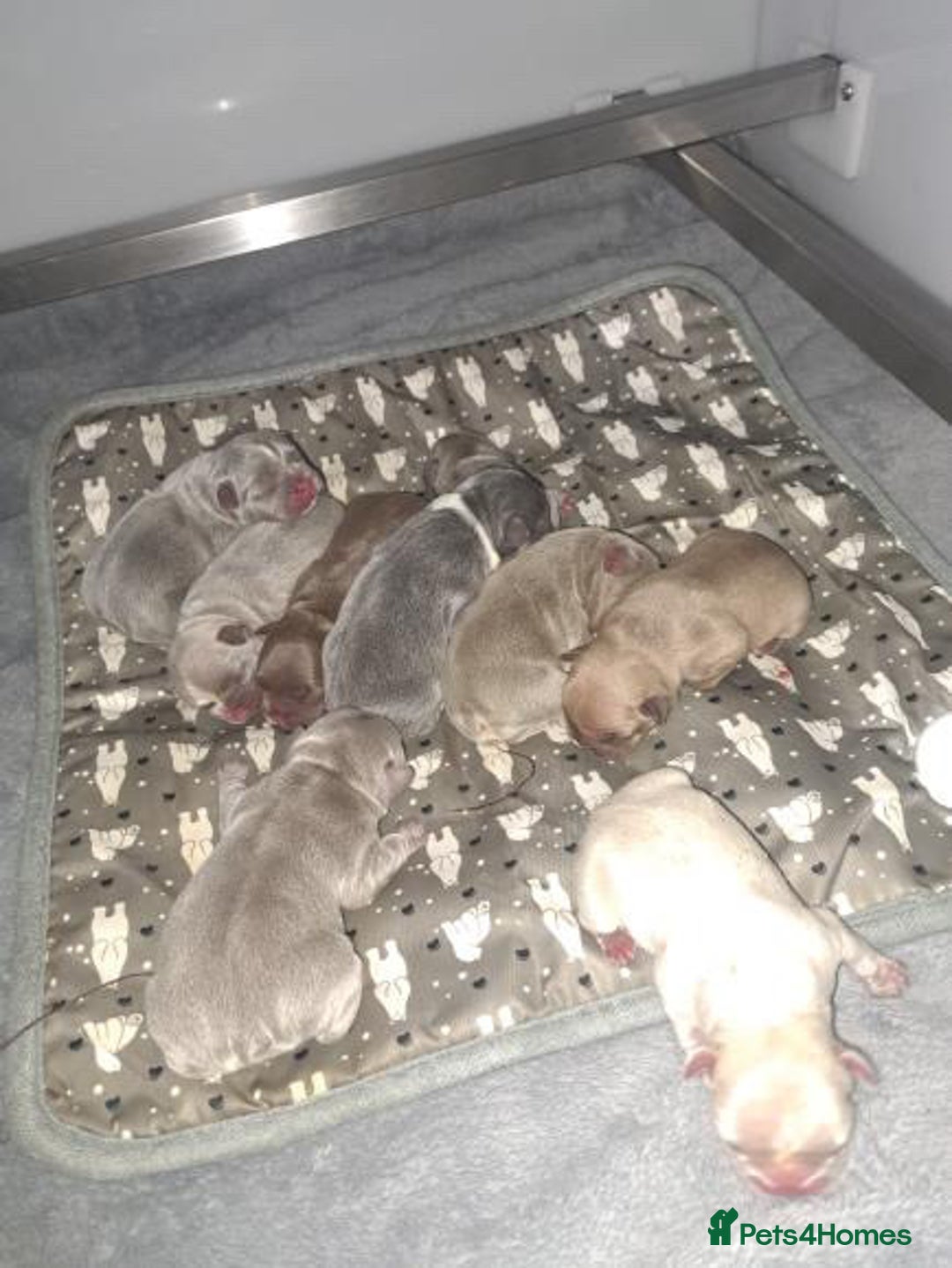 French Bulldog dogs for stud: Now FBCE GOLD! x OFFER- Fertility package inc in Matlock - Image 24