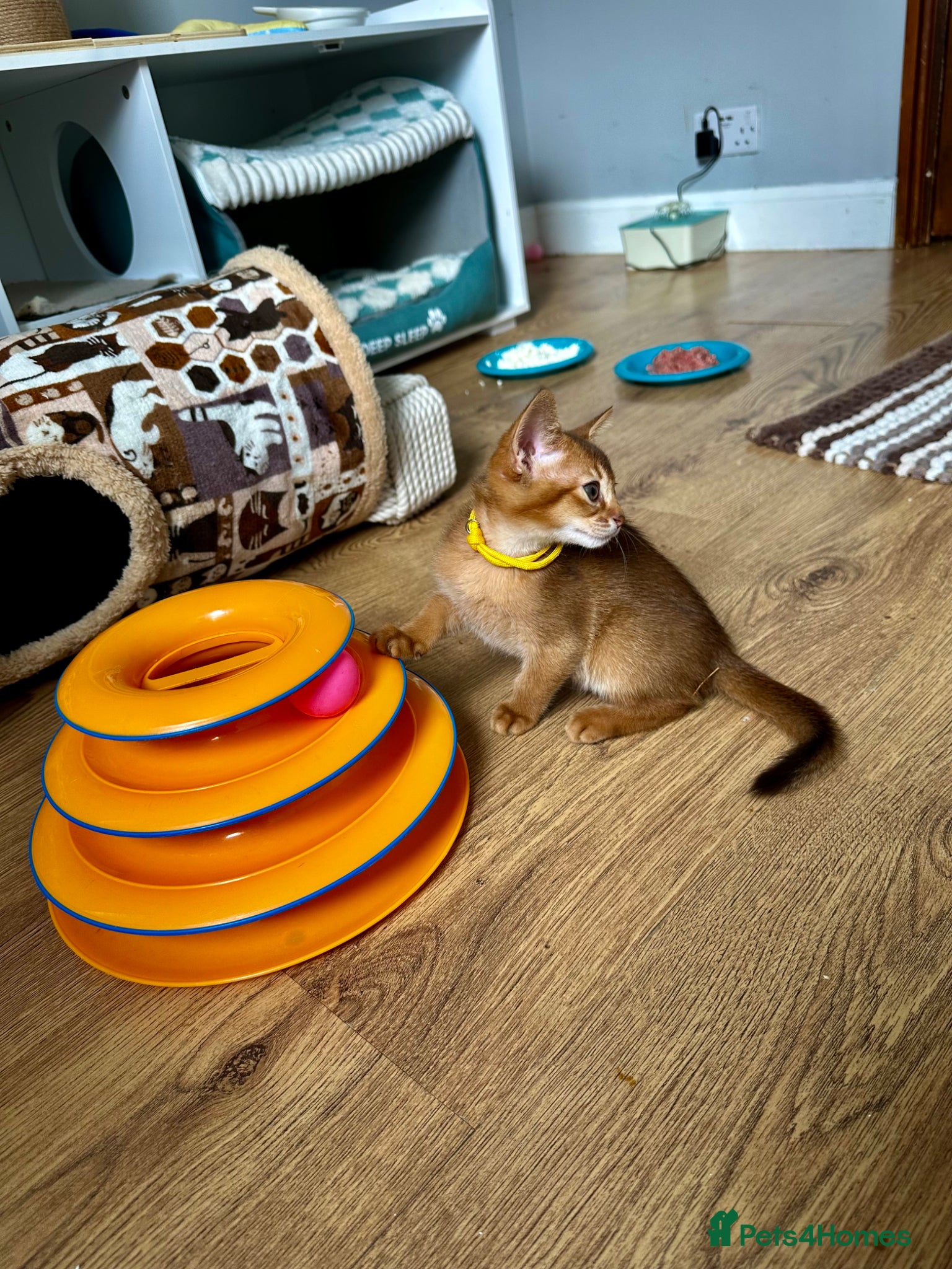 Abyssinian cats for sale: Abyssinian kittens  - Advert 19