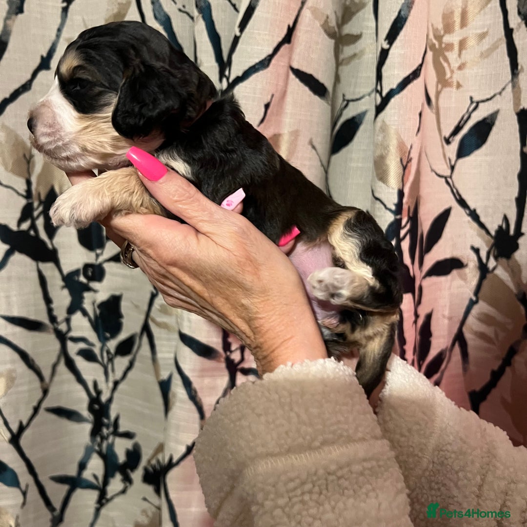 Cockapoo dogs for sale: F1b Cockerpoo puppies. - Image 28